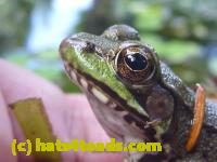 /home//u458753944/public_html/sourcegallery///Frogs/Mixed frogs/P1070709.JPG